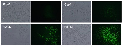 1407Figure4.jpg