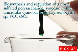 Biosynthesis and regulation of a novel sulfated polysaccharide, synecan, in the unicellular cyanobacterium <i>Synechocystis</i> sp. PCC 6803.