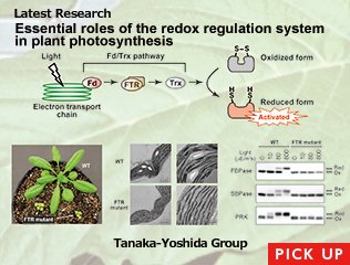 Essential roles of the redox regulation system in plant photosynthesis