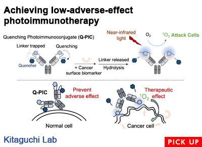 Achieving low-adverse-effect photoimmunotherapy