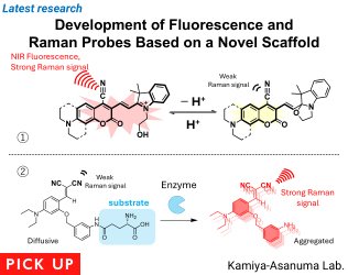 Development of Fluorescence and Raman Probes Based on a Novel Scaffold