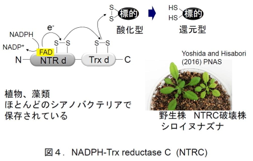 201706Figure04.jpg