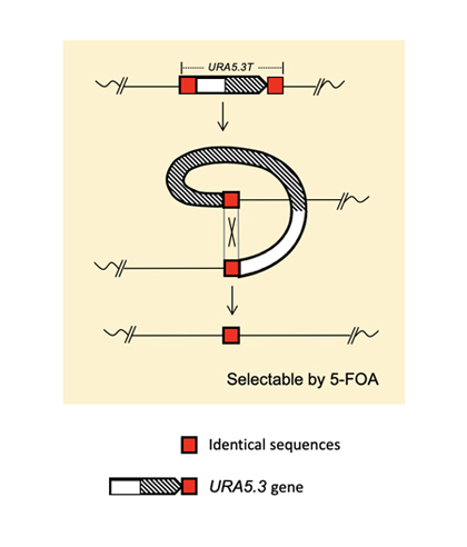 201910Fig02s420.jpg