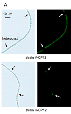 202004Fig.01a230.jpg