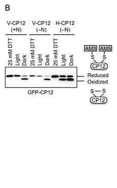 202004Fig.01b230.jpg