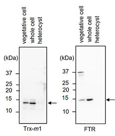 202004Fig.02230.jpg