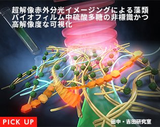 超解像赤外分光イメージングによる藻類バイオフィルム中硫酸多糖の 非標識かつ高解像度な可視化