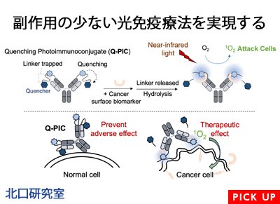 副作用の少ない光免疫療法を実現する