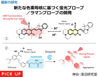 新たな色素母核に基づく蛍光プローブ／<br>ラマンプローブの開発