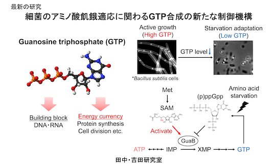 202410最新の研究